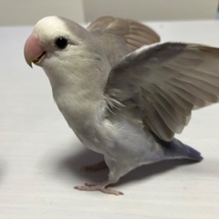 コザクラインコ  一歳