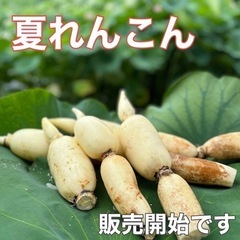 れんこん　農家直売　髙嵜（たかさき）れんこん