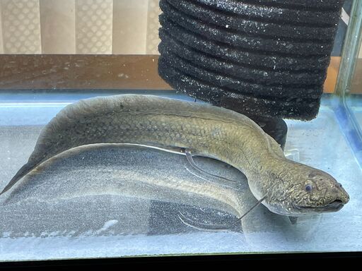 ❤気まぐれセール♪　15000円→10000円♪　発送にも挑戦します♪　希少♪　プロトプテルス　アンフィビウス　約４０ｃｍ❤