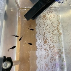 ブラックモーリー　稚魚5匹の画像