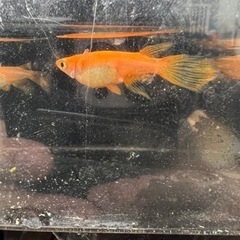 紅帝ヒレナガメダカ2ペア