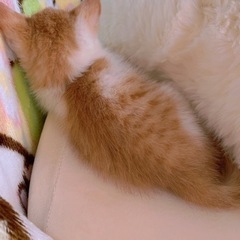 生後2ヶ月　茶色カラーのかわいい仔猫　2022/7/17に迷い猫で発見