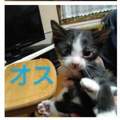【残り二匹です】かわいい７匹の子猫たち