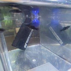 ブラックモーリー　稚魚5匹の画像