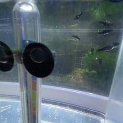 ブラックモーリー　稚魚5匹の画像