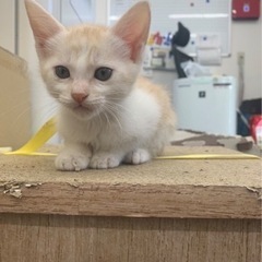 地域ねこの女の子ねこの里親さん募集