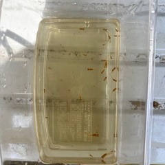 楊貴妃メダカ　めだかの稚魚10匹 約1cm
