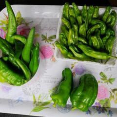 予約受け付け中    数量限定   野菜色々 の画像