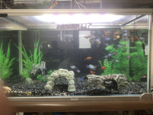 熱帯魚！