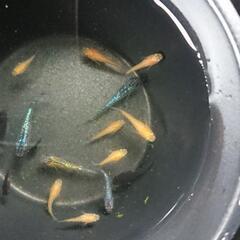 ダルマ、半ダルマメダカと砂里のミックス②