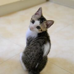 母猫と一緒に保護した、５兄妹唯一のキジ白男の子　飼い主不在を確認済み
