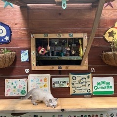 出張猫カフェ
