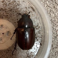フローレンシスニセヒメカブト　メス　後食済み