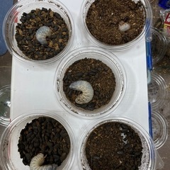 エレファスゾウカブト幼虫5匹