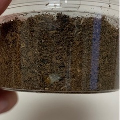 国産オオクワガタ　幼虫　2の画像