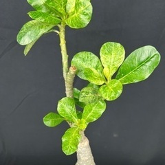 【激レア観葉植物】アデニウム 斑入りの画像