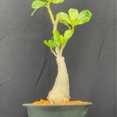 【激レア観葉植物】アデニウム 斑入り