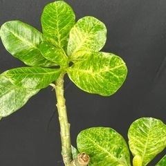 【激レア観葉植物】アデニウム 斑入りの画像