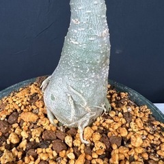 【激レア観葉植物】アデニウム 斑入りの画像