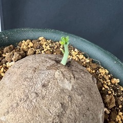 【激レア観葉植物】ステファニア エレクタ 大の画像