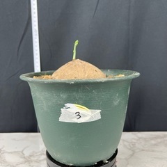 【激レア観葉植物】ステファニア エレクタ 大