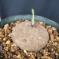 【激レア観葉植物】ステファニア エレクタ 大の画像