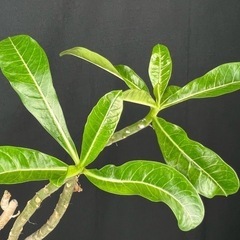 【観葉植物】アデニウム 大の画像