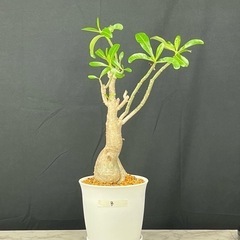 【観葉植物】アデニウム 大