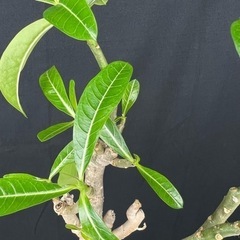 【観葉植物】アデニウム 大の画像