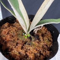 【観葉植物】ビカクシダ コウモリラン ベイチーの画像