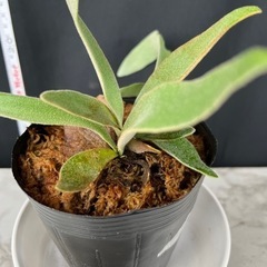 【観葉植物】ビカクシダ コウモリラン ベイチー