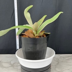 【観葉植物】ビカクシダ コウモリラン ベイチーの画像