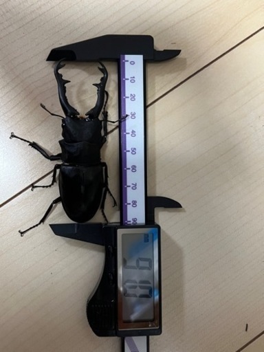 クワガタ売ります！（3種類)