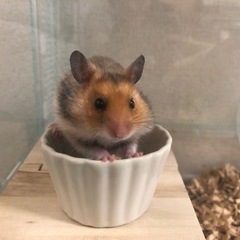 ゴールデンハムスター譲渡