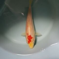 錦鯉　紅白丹頂？　15センチ前後