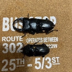 オオクワガタ　能勢YG 即ブリ可能　同居中