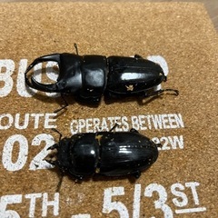 オオクワガタ　能勢YG 即ブリ可能　同居中の画像