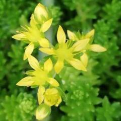 ★★多肉植物★セダム 森村万年草 モリムラマンネングサ★グランドカバー☆。の画像