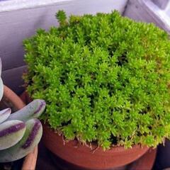 ★★多肉植物★セダム 森村万年草 モリムラマンネングサ★グランドカバー☆。の画像