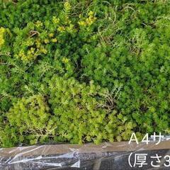 ★★多肉植物★セダム 森村万年草 モリムラマンネングサ★グランドカバー☆。の画像