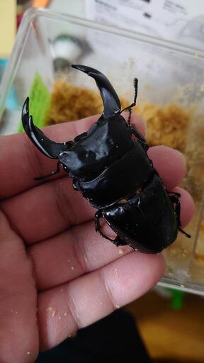 【お取引成立しました】能勢産 オオクワガタ トリオ ♂75.0mm♀47.8mm,44.5mm