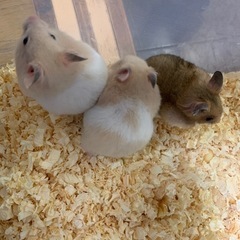 生後1ヶ月の子ハムです^_^