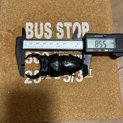 オオクワガタ　能勢YG 85.5mm