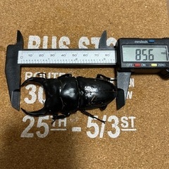 能勢yg85.6mm 2020年個体