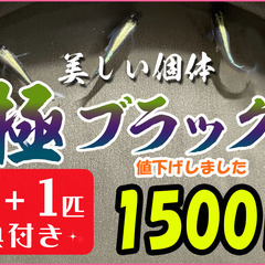 価格＆特典内容更新《 激渋 》極ブラック上物　【 1500円　特...