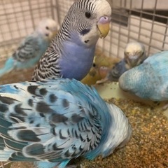 インコ達