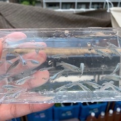 幹之フルボディ　４匹1000円