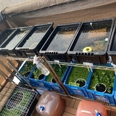 ミナミヌマエビ　10匹　500円の画像