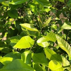 アゲハの幼虫の餌になる、葉の苗(山椒、ミカン等)を譲って下さい！！