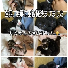 子猫